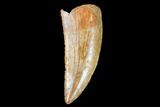 Raptor Tooth - Real Dinosaur Tooth #102354-1